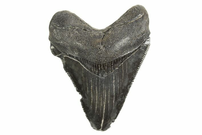 Serrated, Juvenile Megalodon Tooth - South Carolina #340607